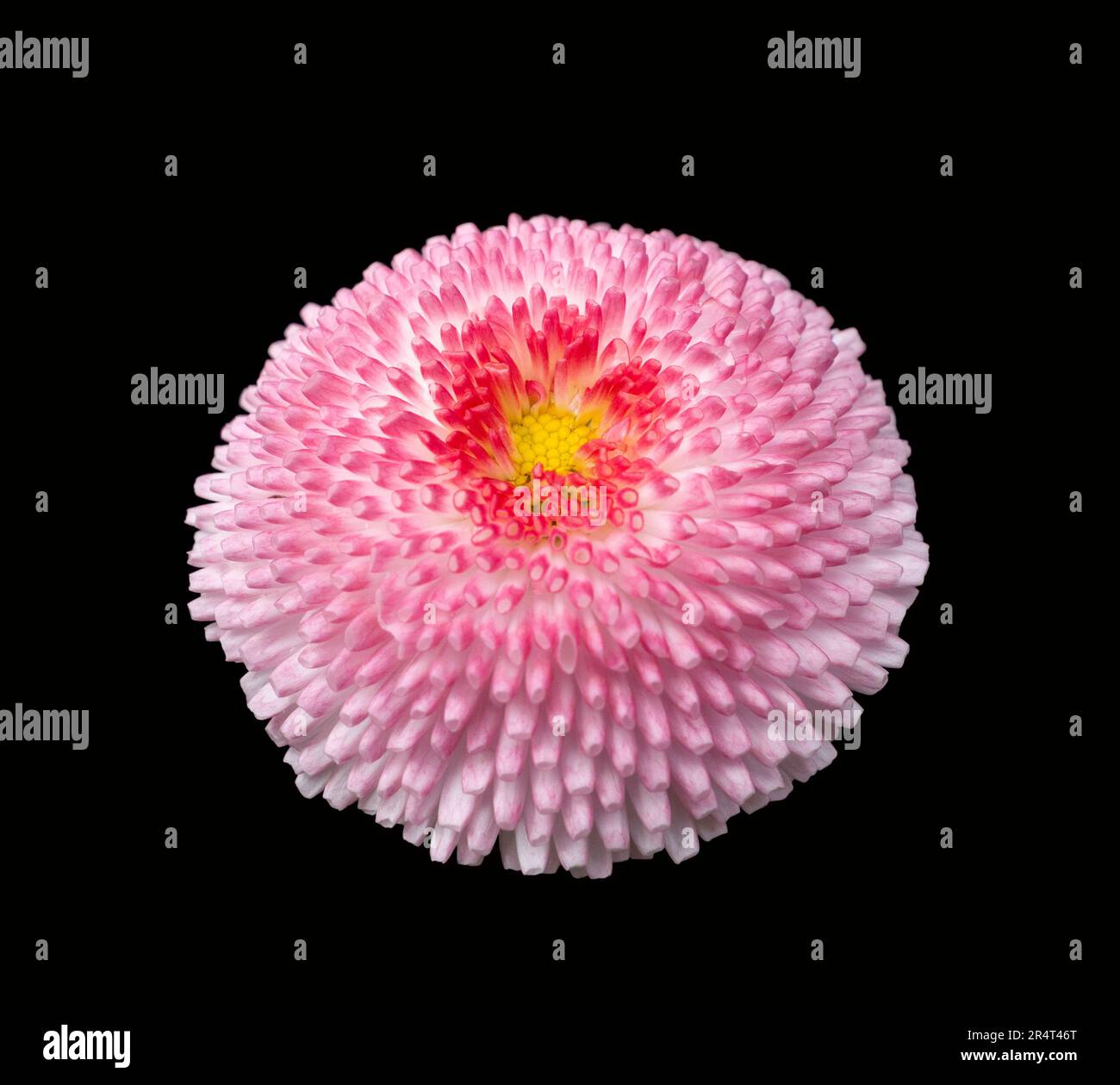 Partly pink colored daisy flower head isolated in black back Stock Photo