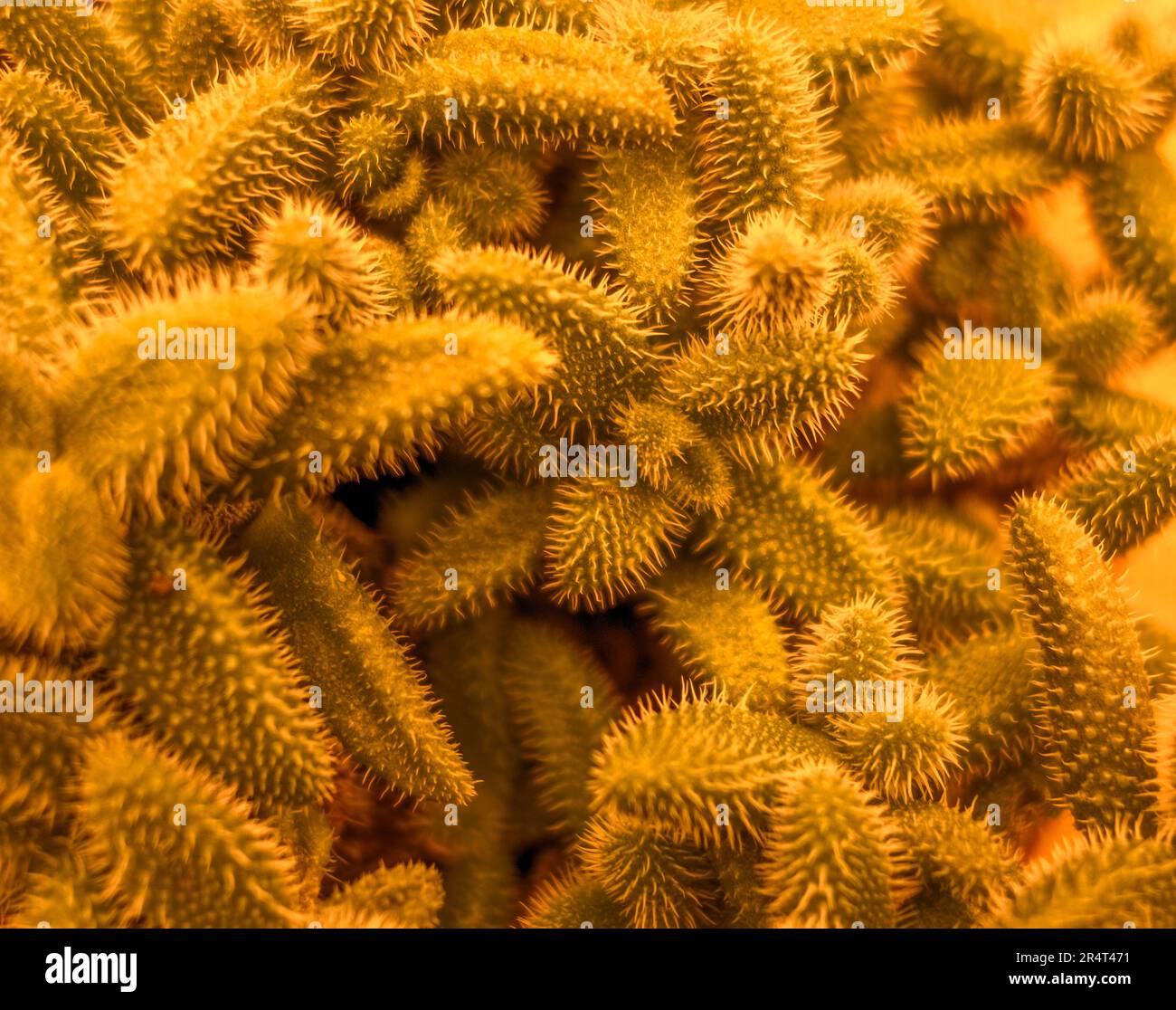 Closeup shot showing lots of orange toned pickle plant leaves Stock Photo