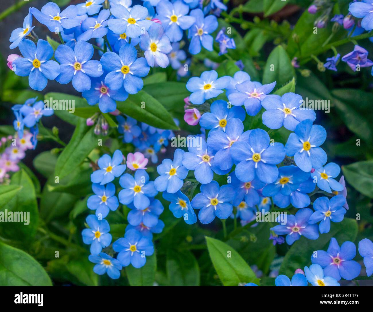 Blue forget me not flowers in natural ambiance Stock Photo