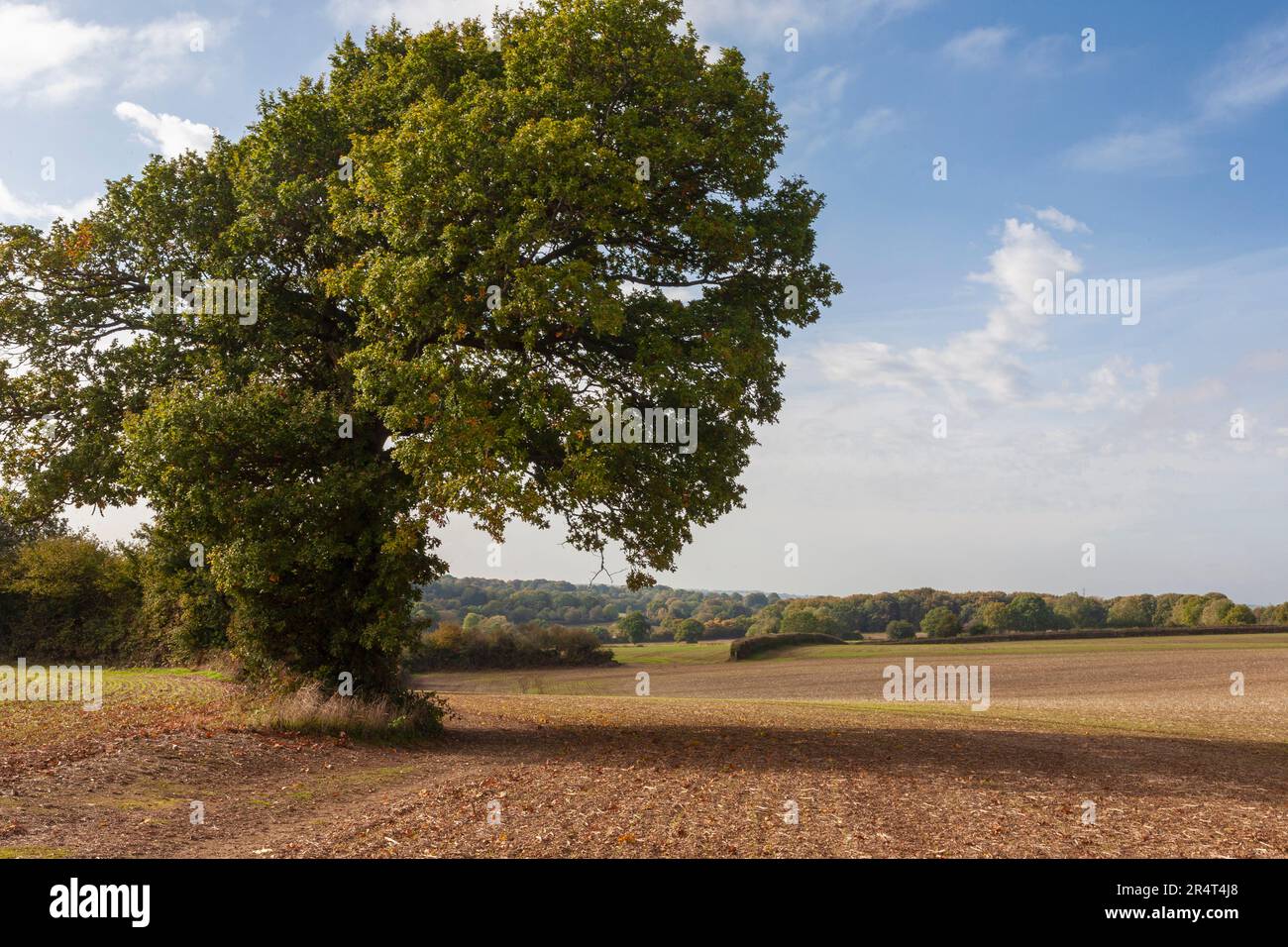 Countryside near Oakshott in the South Downs National Park, Hampshire, UK Stock Photo