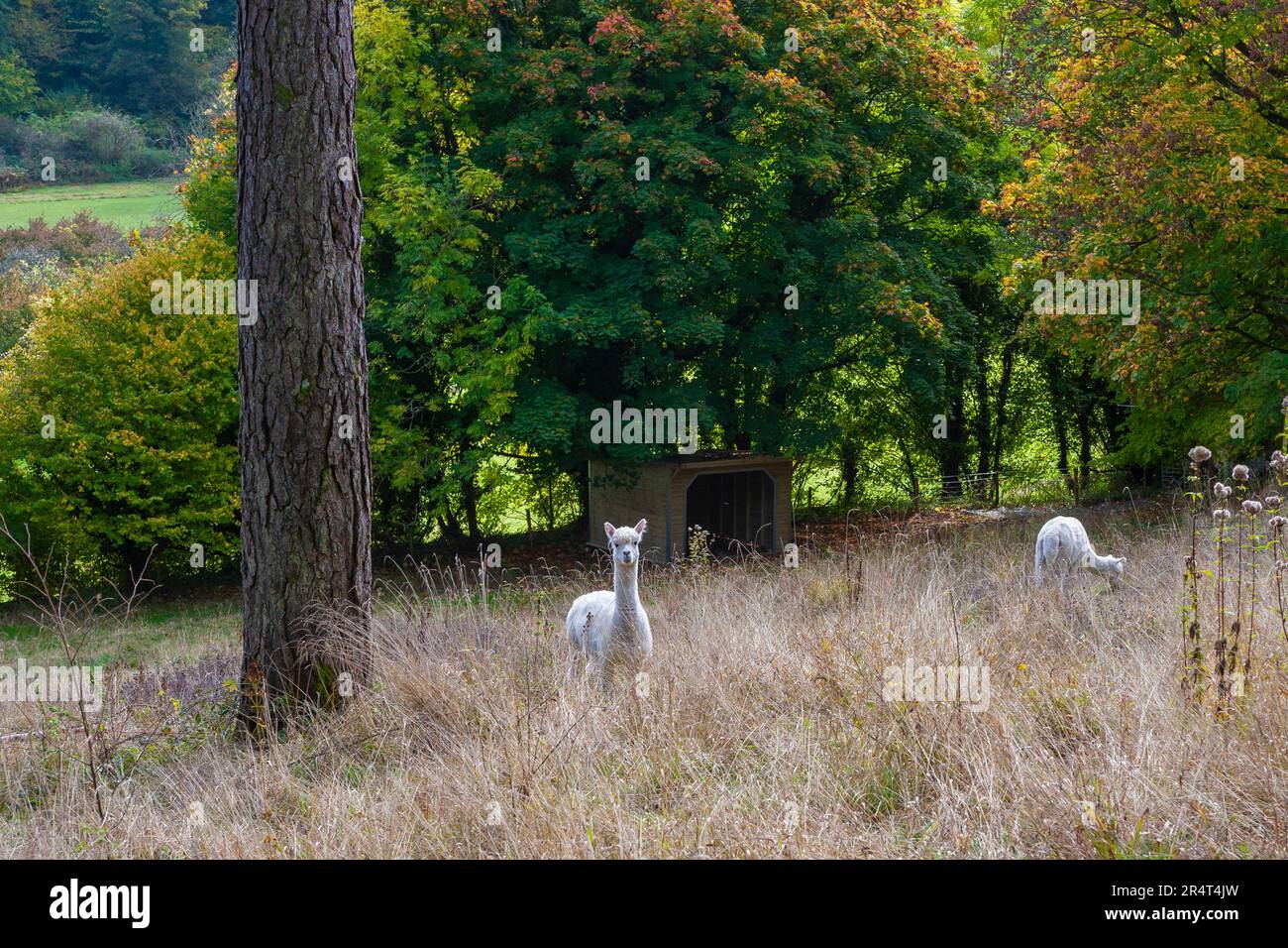 Alpacas on pasture in Oakshott, South Downs National Park, Hampshire, UK Stock Photo