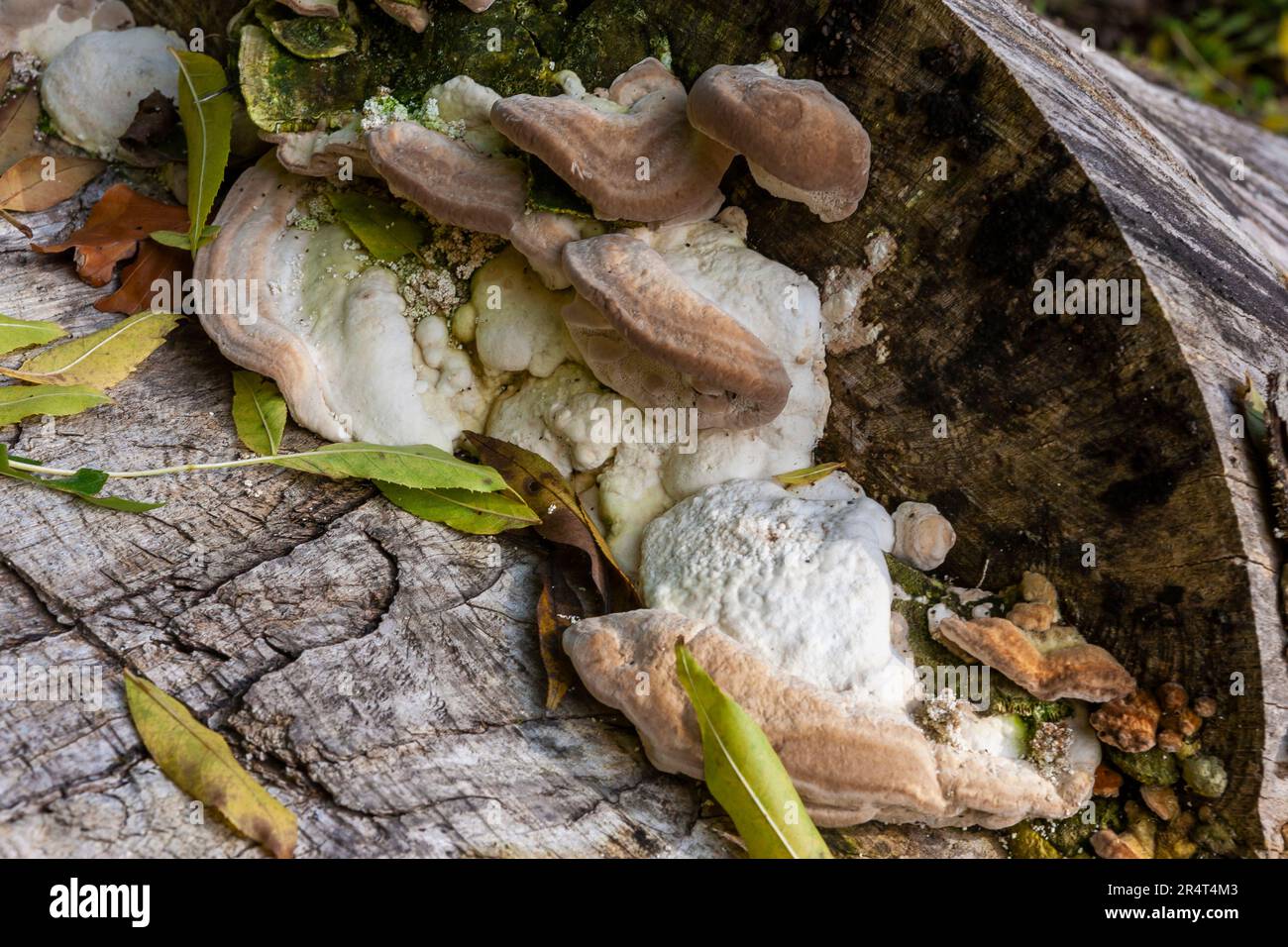 Large white and brown bracket fungus growing on dead tree: Longmede Copse, near Hawkley, Hampshire, UK Stock Photo