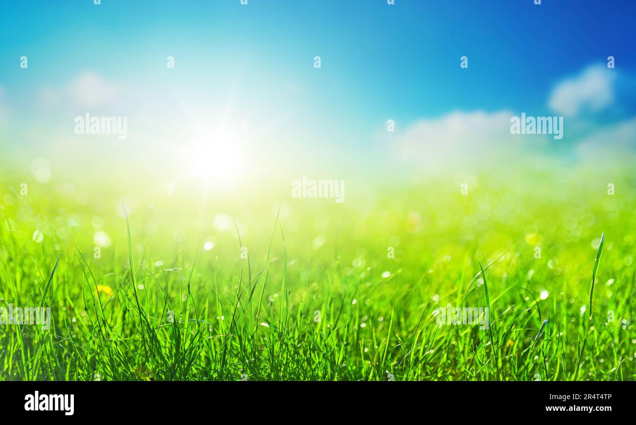field of grass background with blurred bokeh and sun Stock Photo