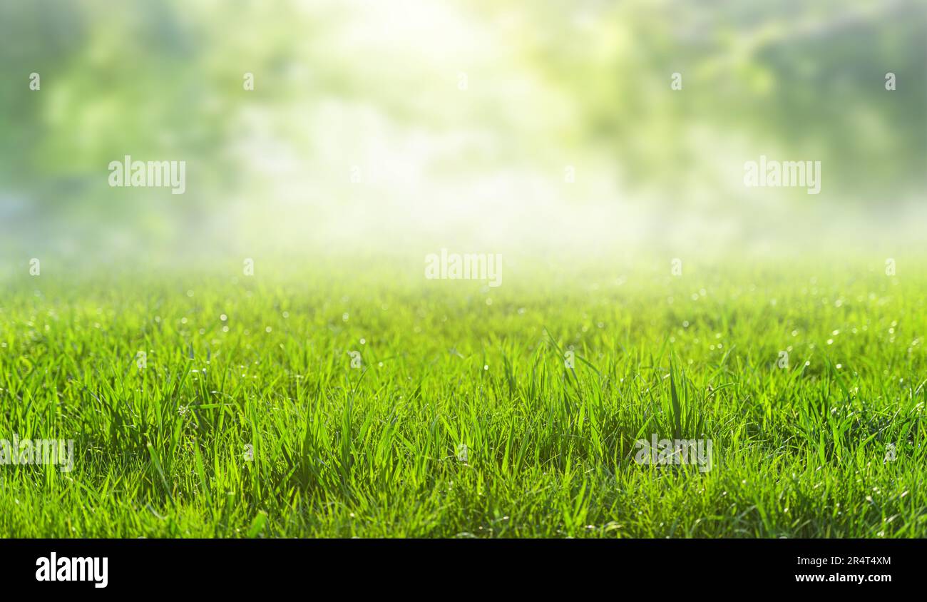 a green grass natural landscape, blurred background Stock Photo