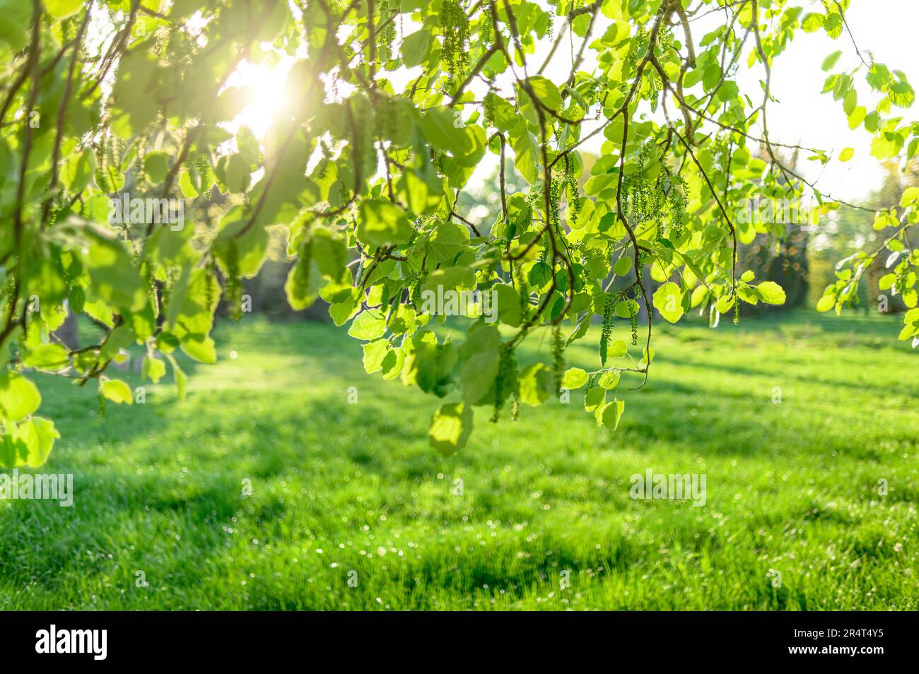 soft focus blurred abstract background tree and grass in spring park Stock Photo