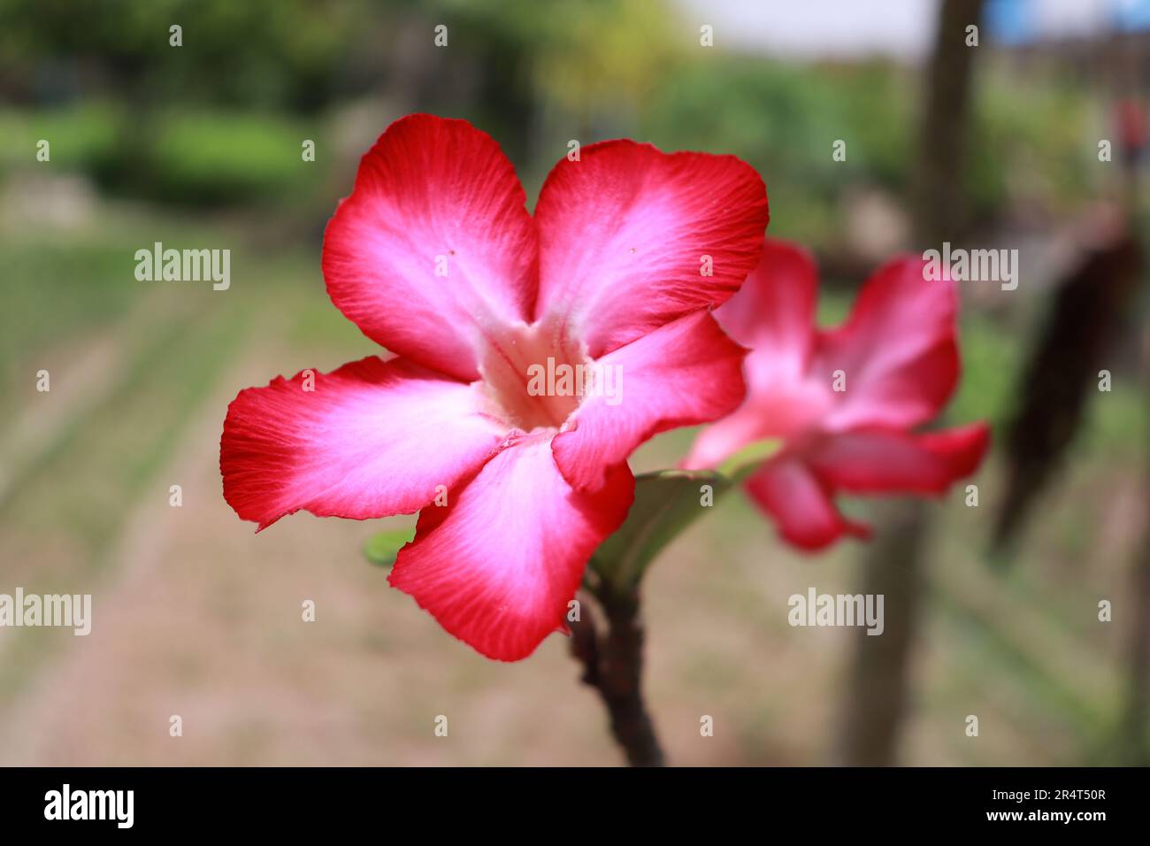 flower Stock Photo