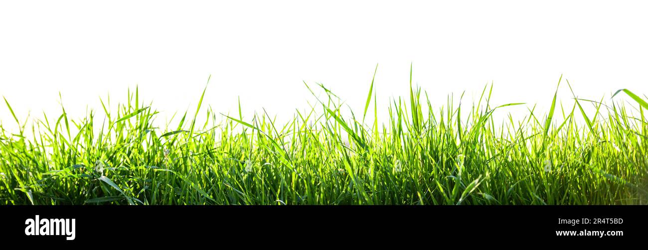 green grass field isolated on white background Stock Photo - Alamy