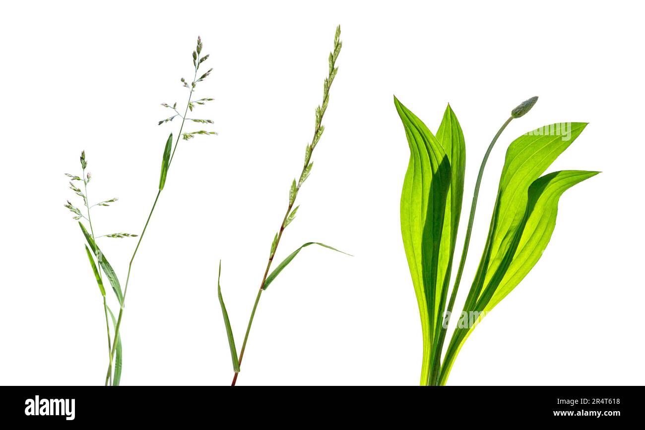 set of meadow grass isolated on white background Stock Photo