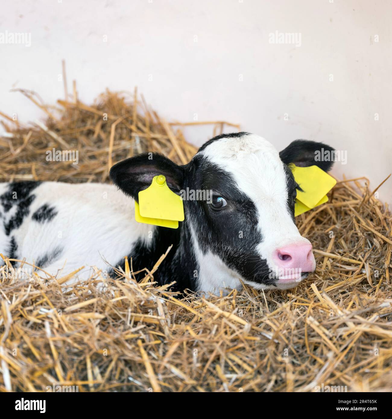 black and white spotted calf in straw Stock Photo - Alamy