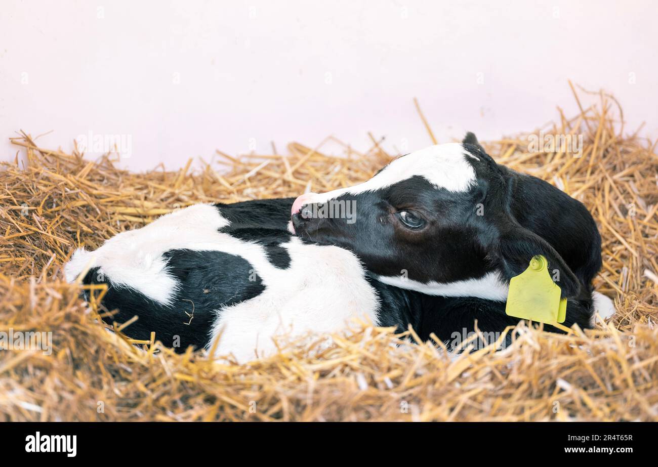 black and white spotted calf in straw Stock Photo - Alamy