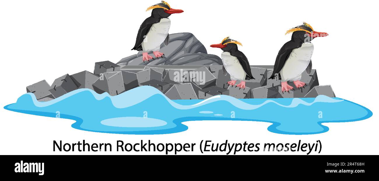 Northern rockhopper penguin on the rock illustration Stock Vector