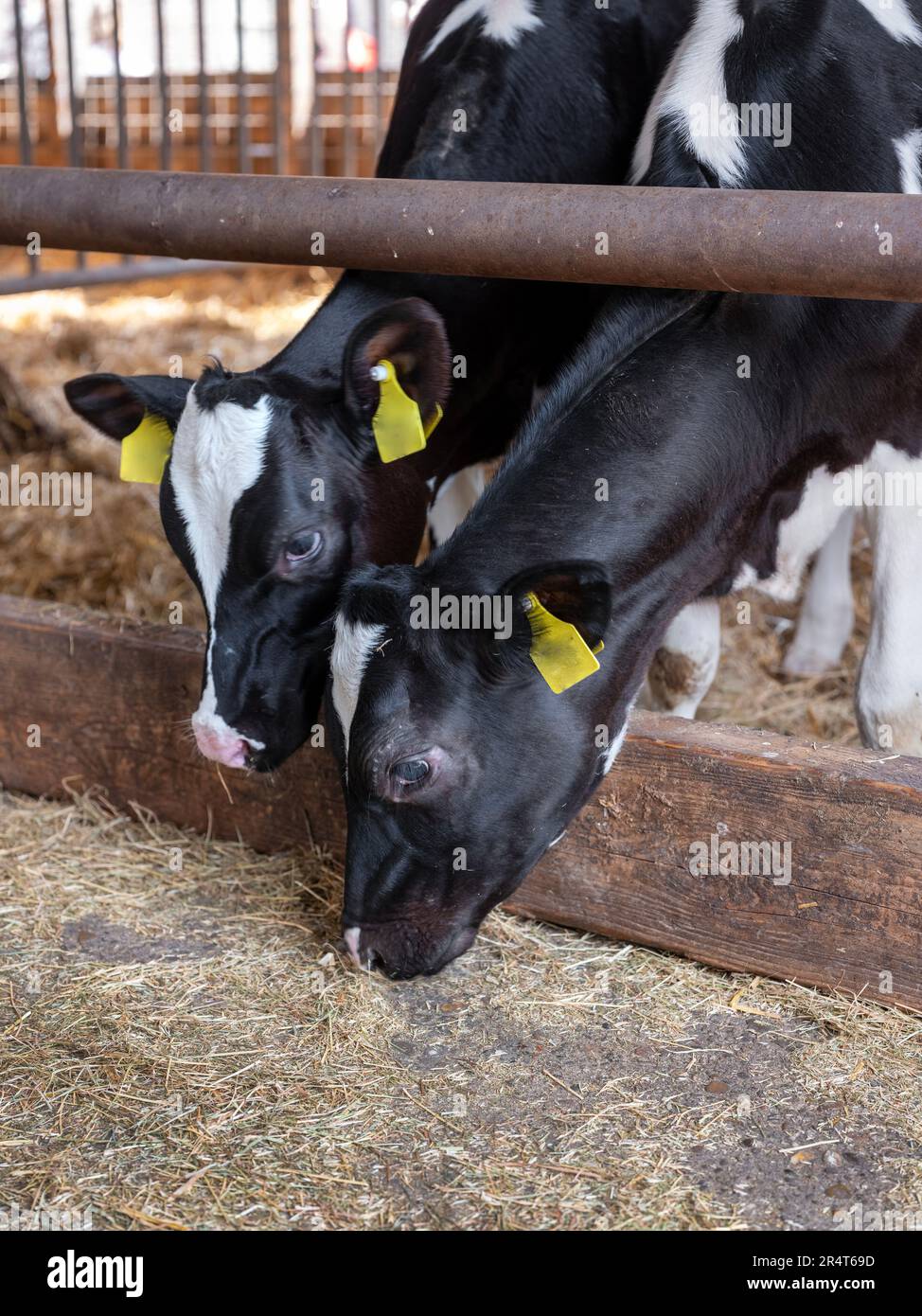 black and white calves feed inside barn on dutch farm in holland Stock ...