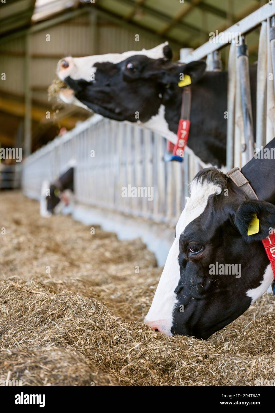 black and white cows feed inside barn on dutch farm in holland Stock ...