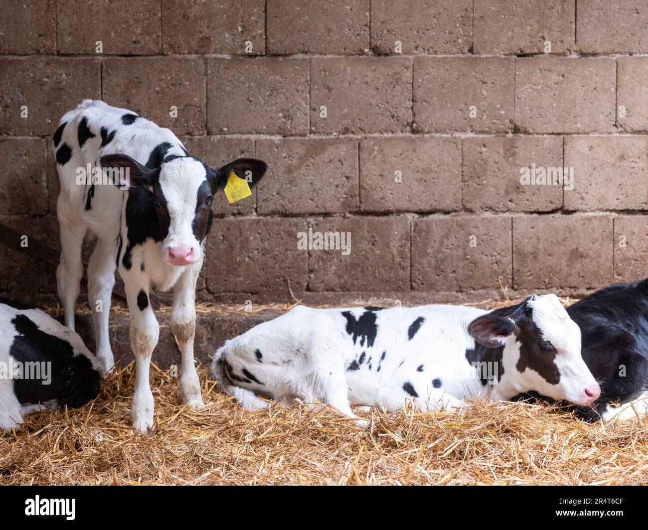 black and white spotted calves in straw Stock Photo - Alamy