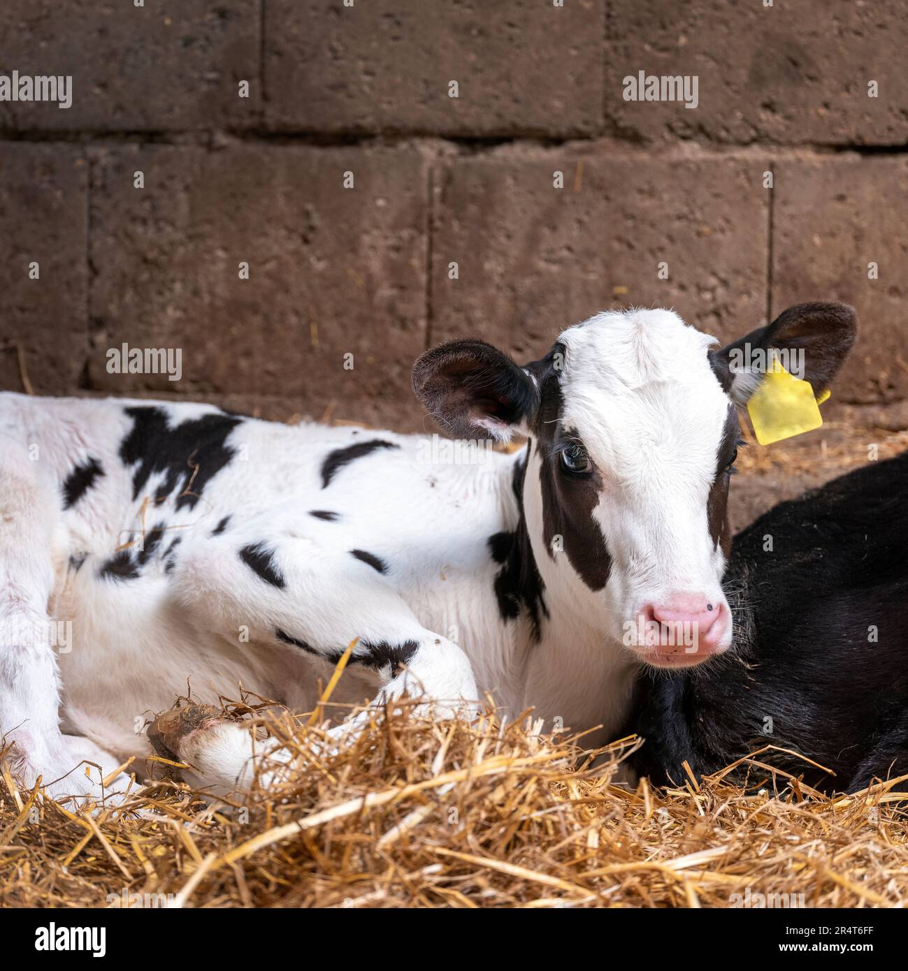 black and white spotted calf in straw Stock Photo - Alamy
