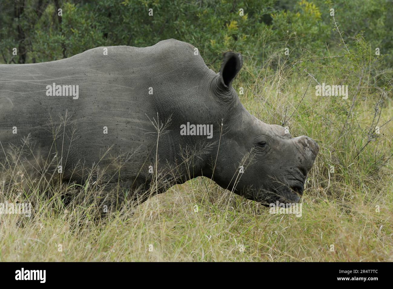 Saving endangered animal species, Squarelipped White Rhino, horn
