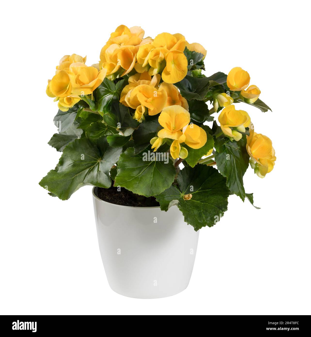 Potted blooming Yellow Begonia elatior with bright buds and green leaves isolated on white background Stock Photo