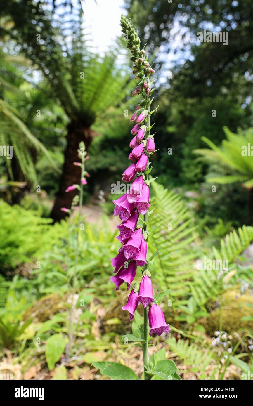 Close up of a Fox Glove in the Fern Dell and Pets Cemetery in the corner of the formal gardens at Mount Edgcumbe Estate on the Rame Penisula in south Stock Photo