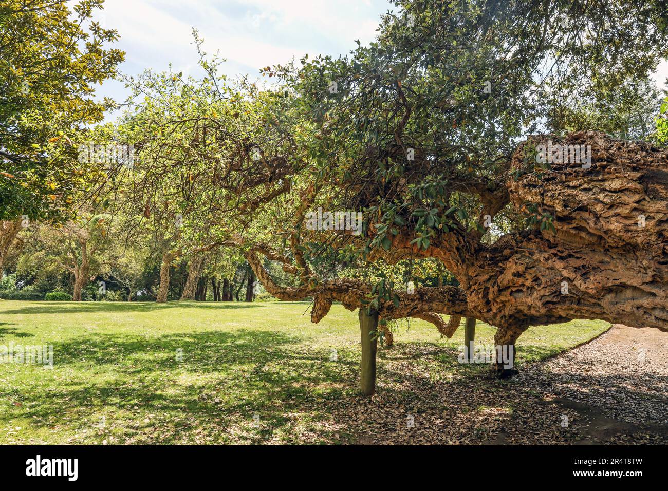 A Cork Oak tree in the English Garden at Mount Edgcumbe Park in south