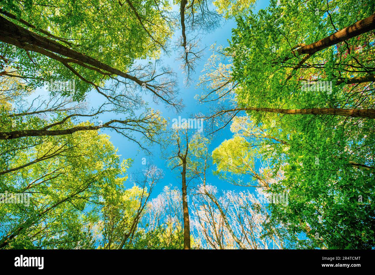 Blue sky from green forest on a summer day in Denmark Stock Photo