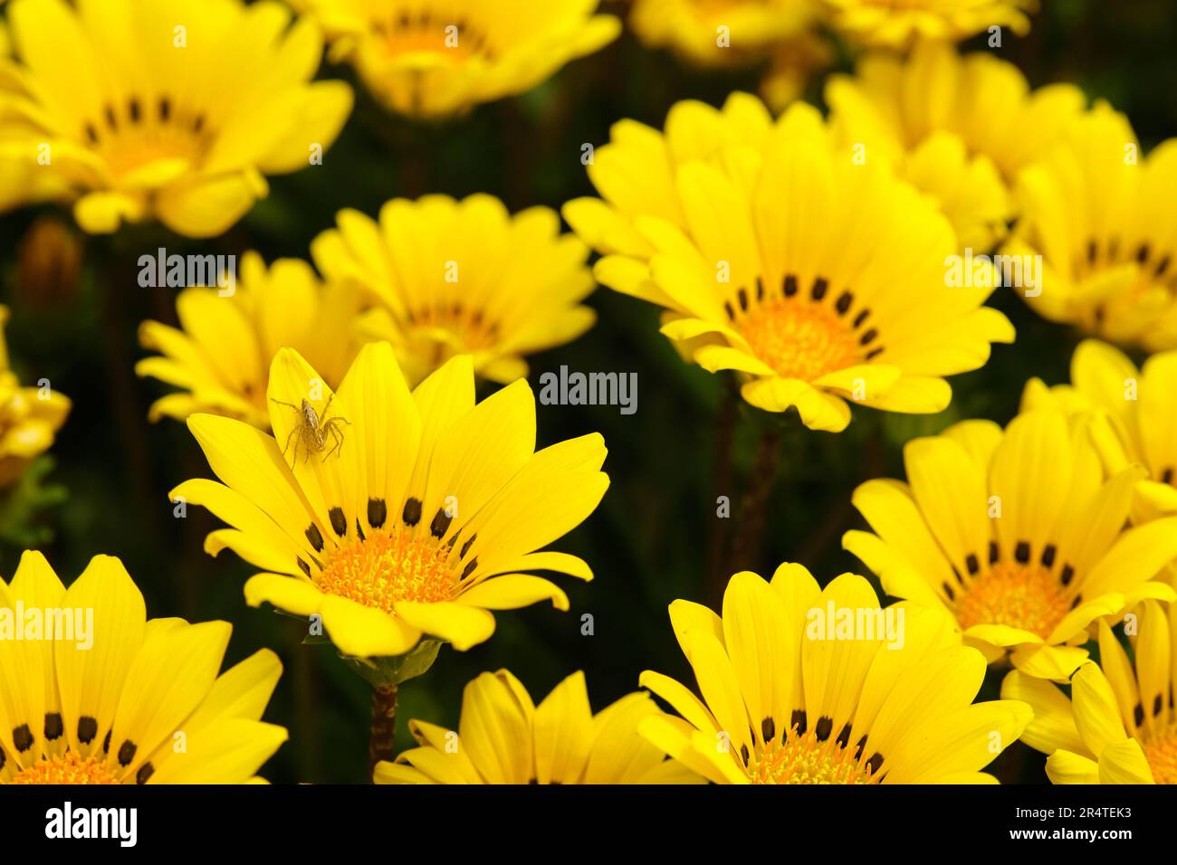 Striped Lynx Spider (Oxyopes salticus) on Treasure flower or Gazania rigens, daisy-like composite flower head consisting of bright yellow petals with Stock Photo