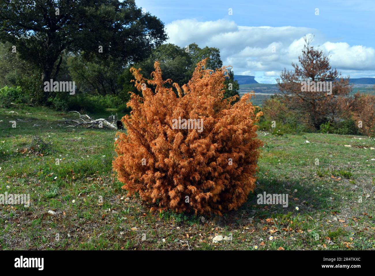 Common Juniper (Juniperus communis) dry from heat and drought Stock