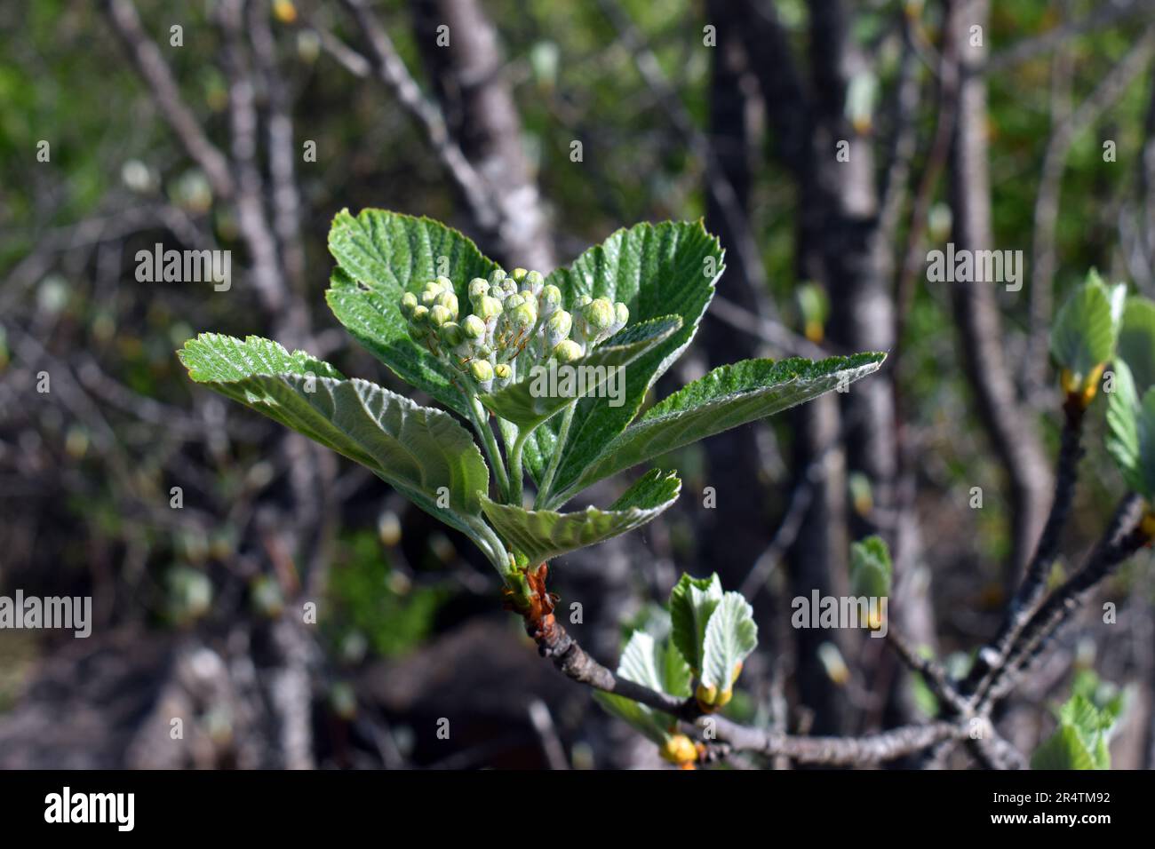 Young leaves and unopened flowers of whitebeam (Sorbus aria). Stock Photo