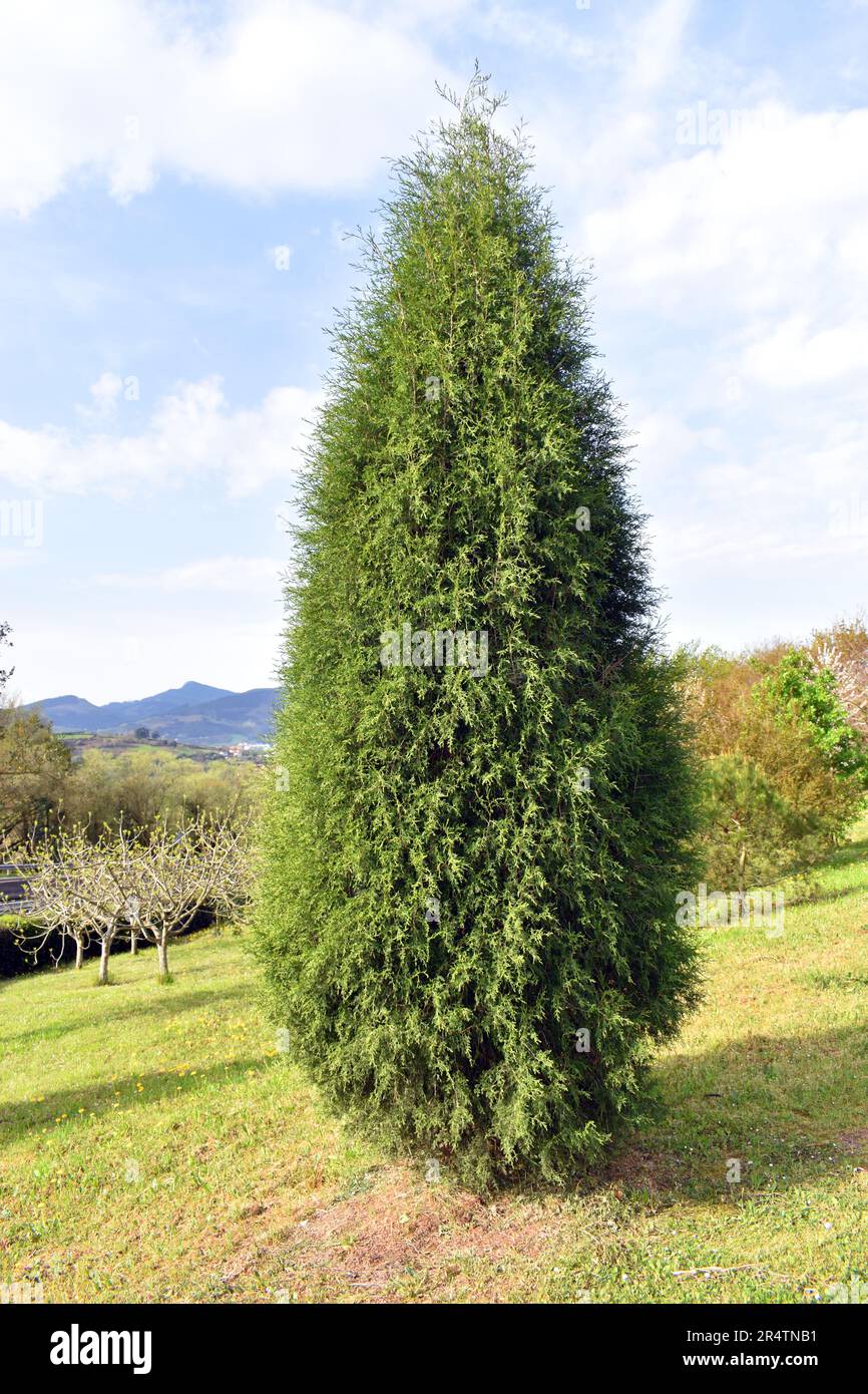 Spanish juniper (Juniperus thurifera) in a park. It is a species native to the western Mediterranean. Stock Photo