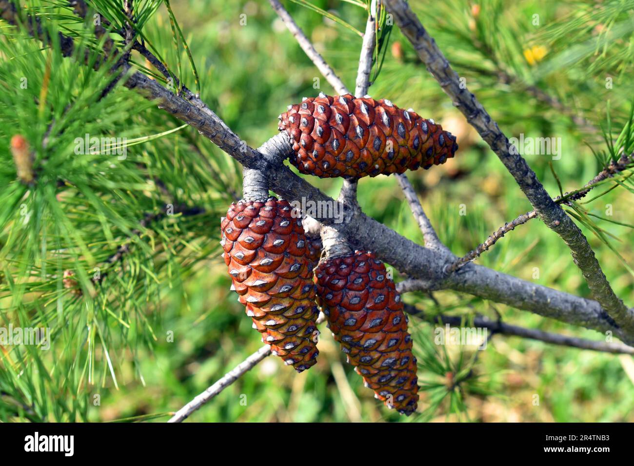 Macedonian pinecones (Pinus peuce), species native to the Balkans. Stock Photo