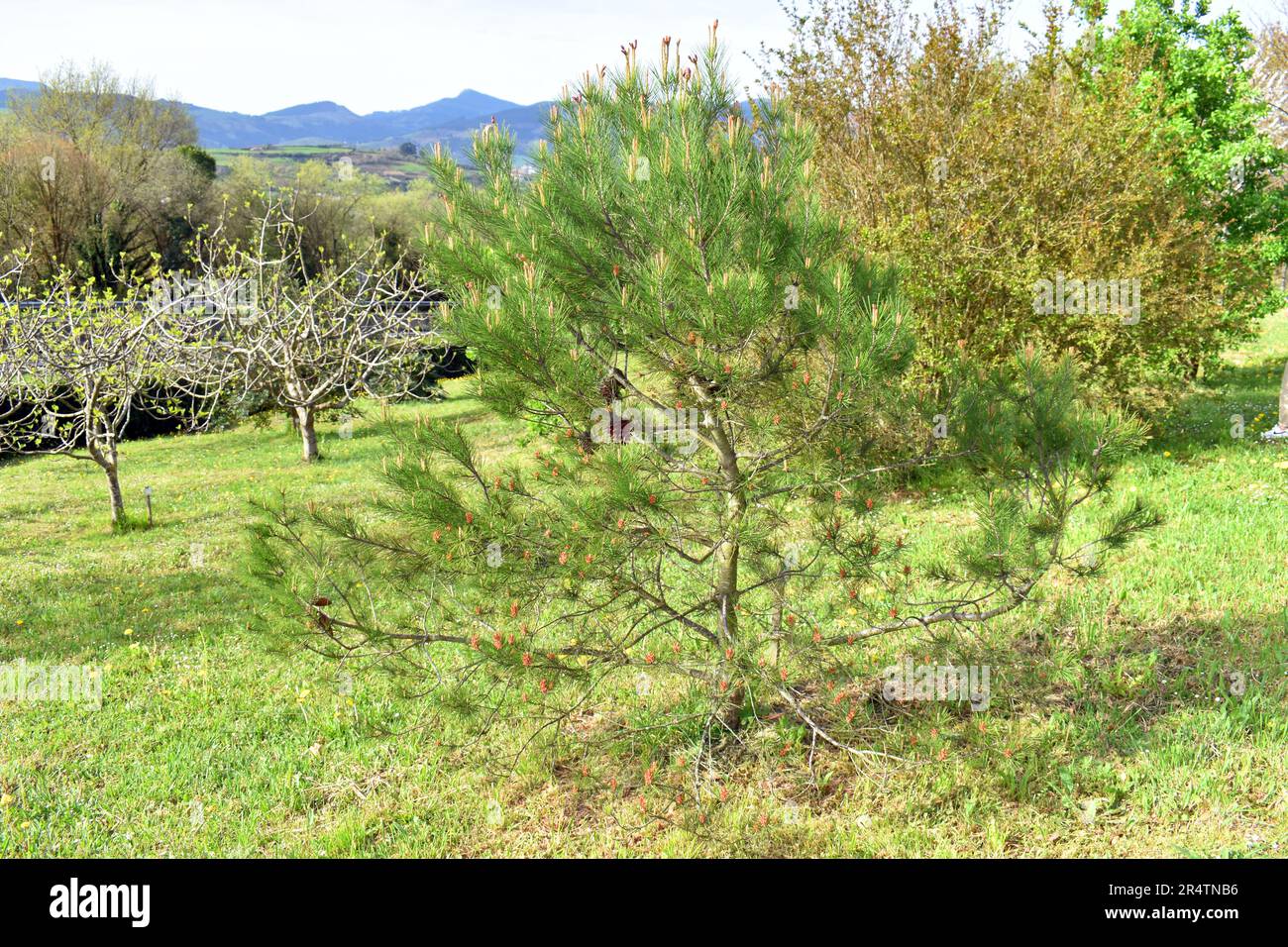 Macedonian pine (Pinus peuce), grown in a garden. It is a species native to the Balkans. Stock Photo