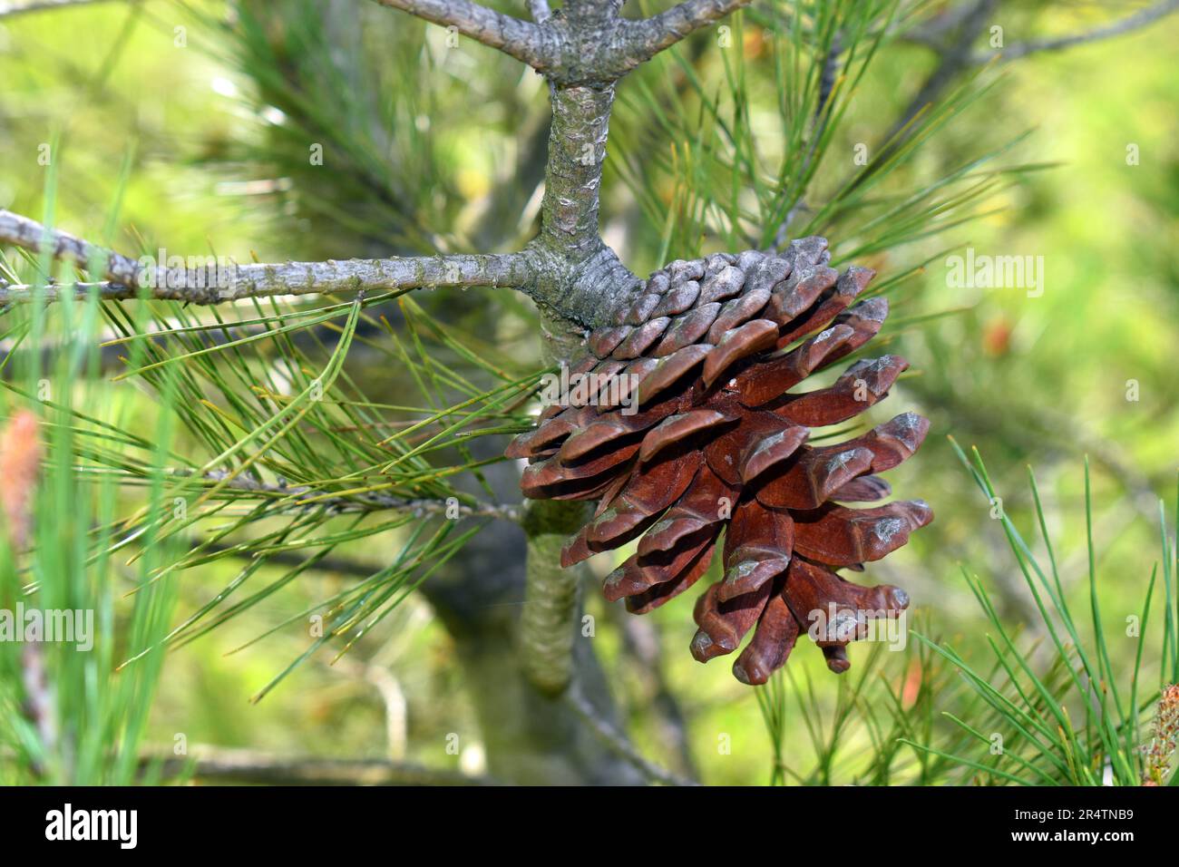 Macedonian pinecones (Pinus peuce), species native to the Balkans. Stock Photo