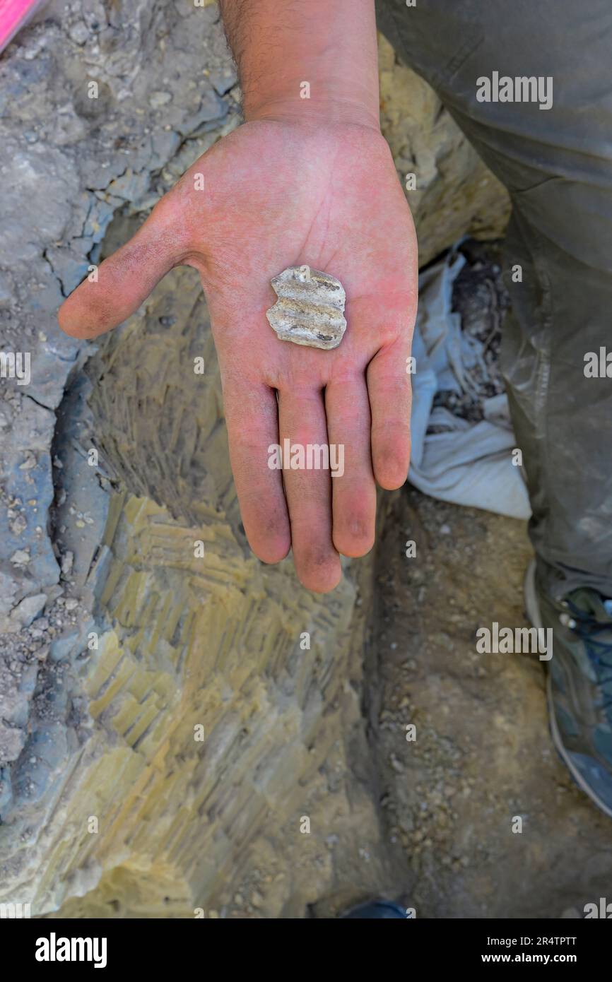 Paleontologist cleaning the bones of a dinosaur Stock Photo Alamy