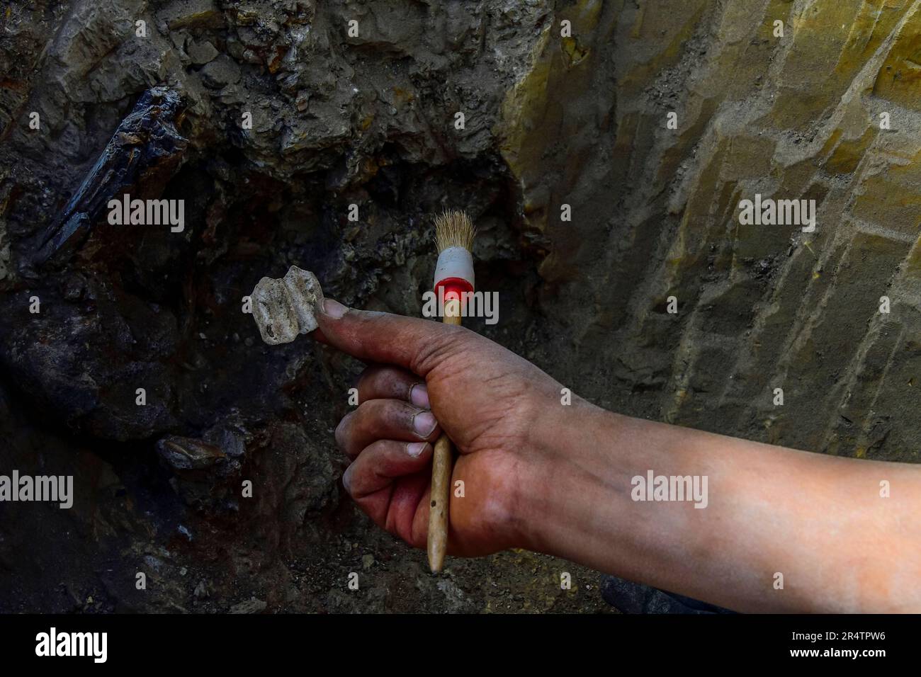 Paleontologist cleaning the bones of a dinosaur Stock Photo Alamy