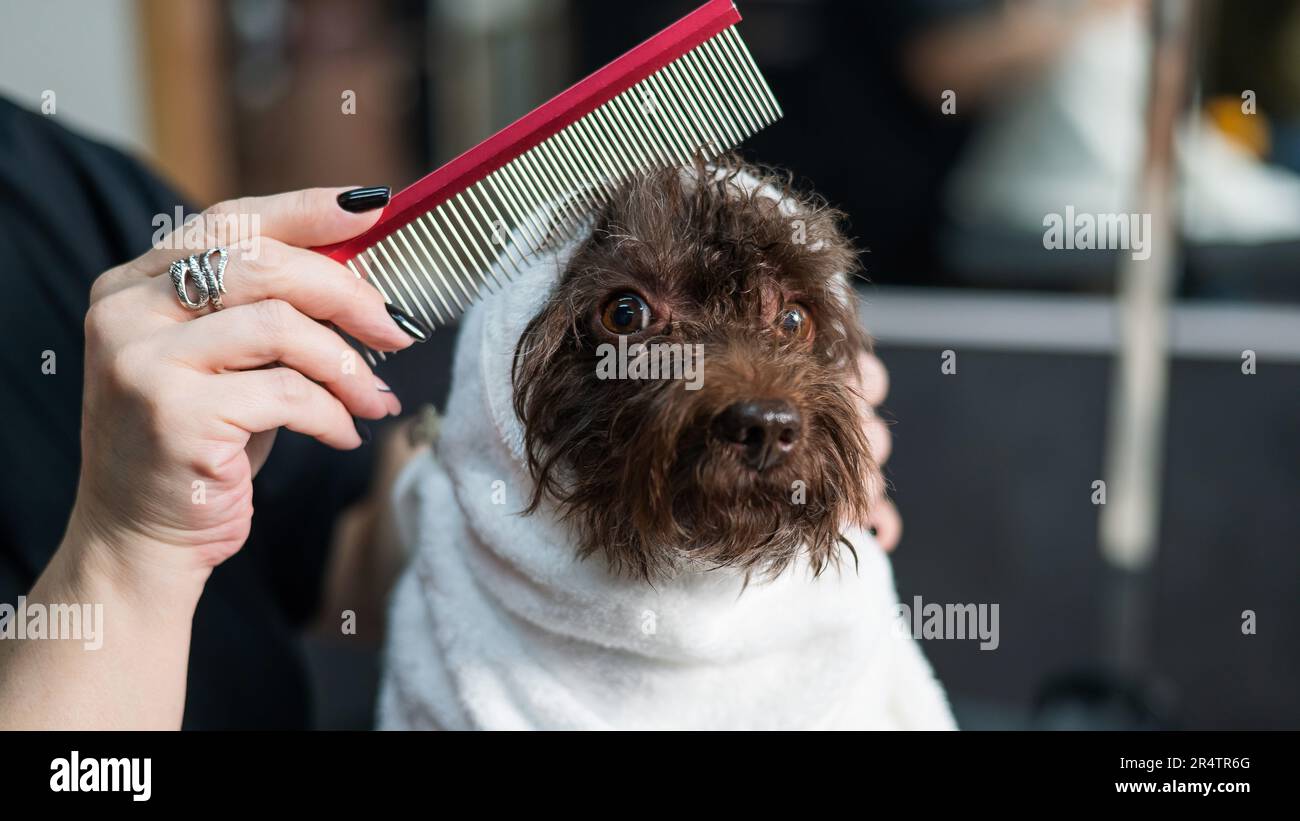 Woman combing a cute doggie poodle and lapdog mix wrapped in a white ...