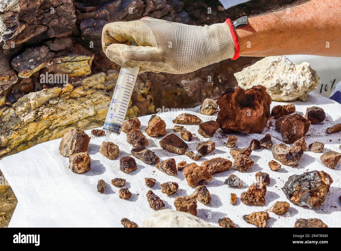 Paleontologist cleaning the bones of a dinosaur Stock Photo Alamy