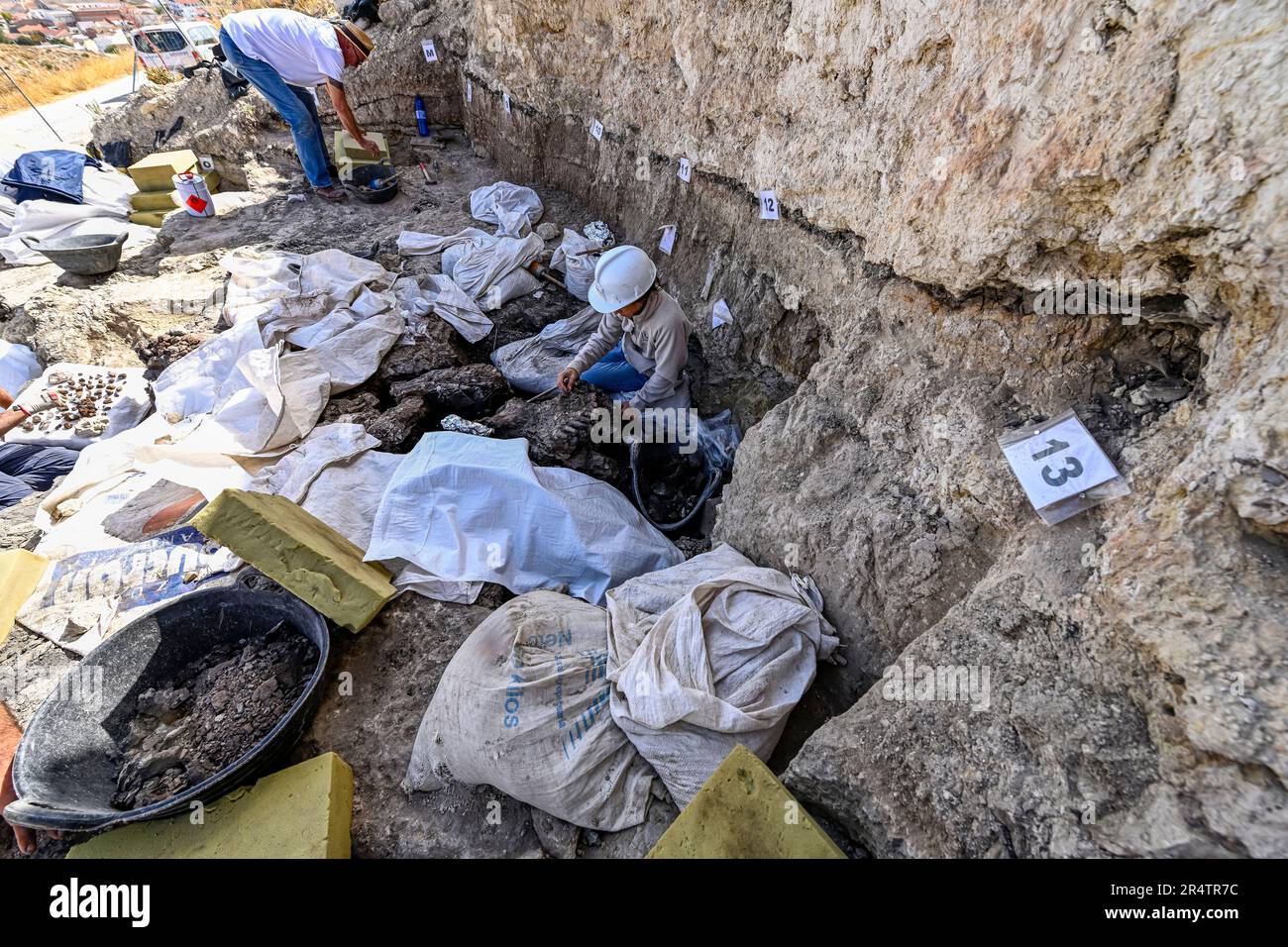Paleontologist cleaning the bones of a dinosaur Stock Photo Alamy