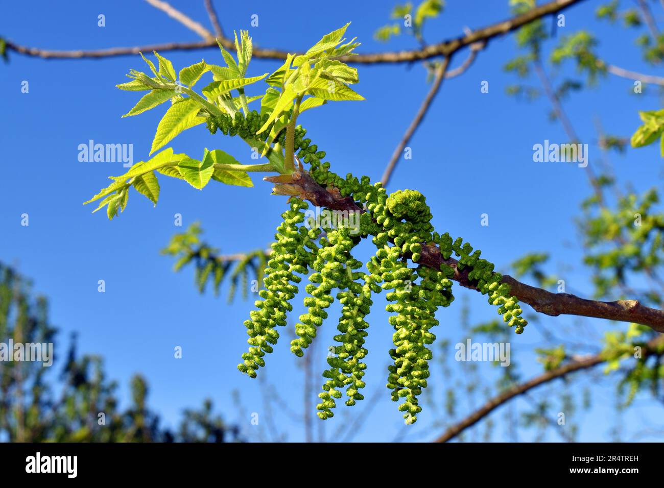 Flowers and leaves of eastern American black walnut (Juglans nigra), a