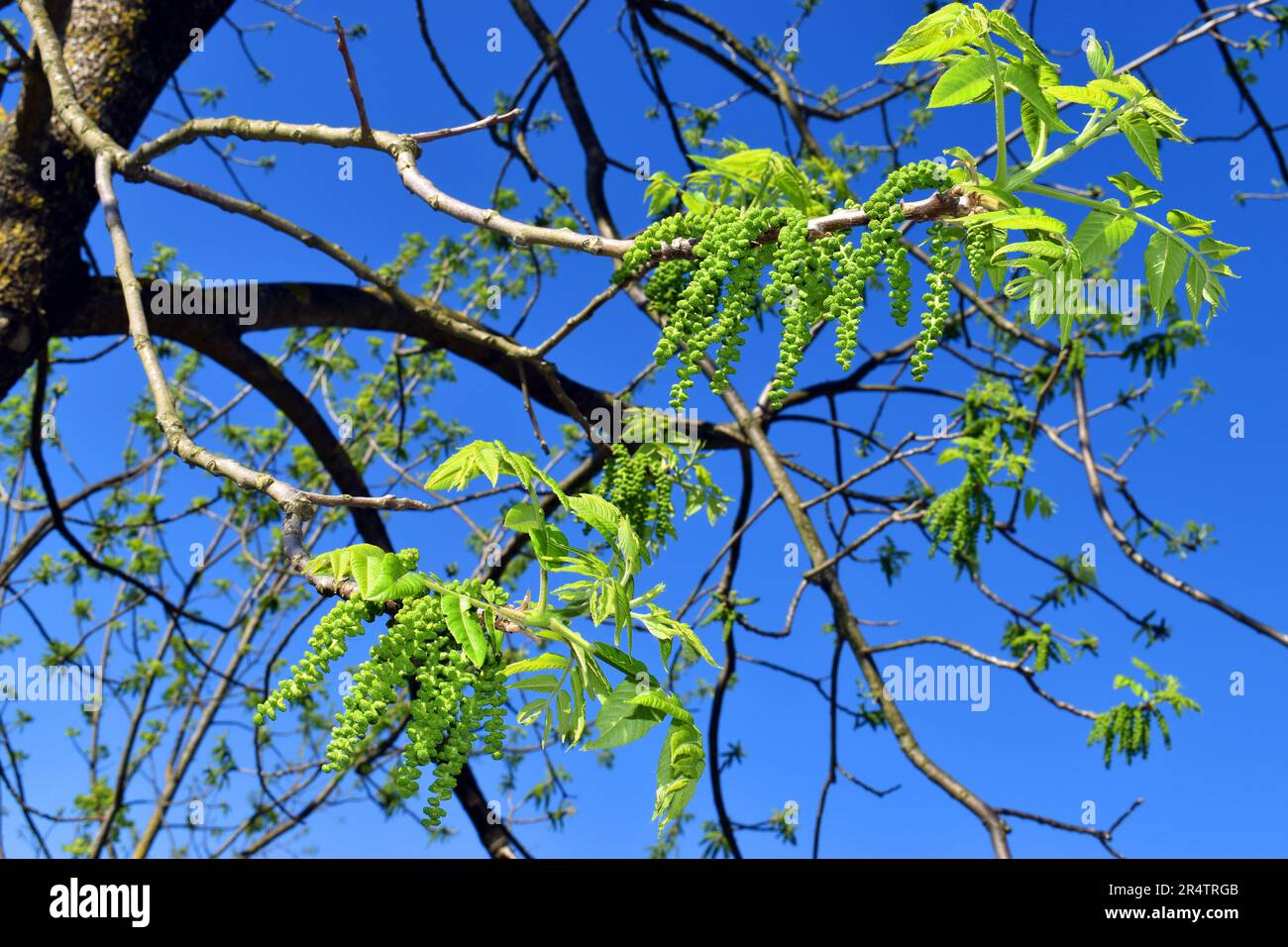 Flowers and leaves of eastern American black walnut (Juglans nigra), a