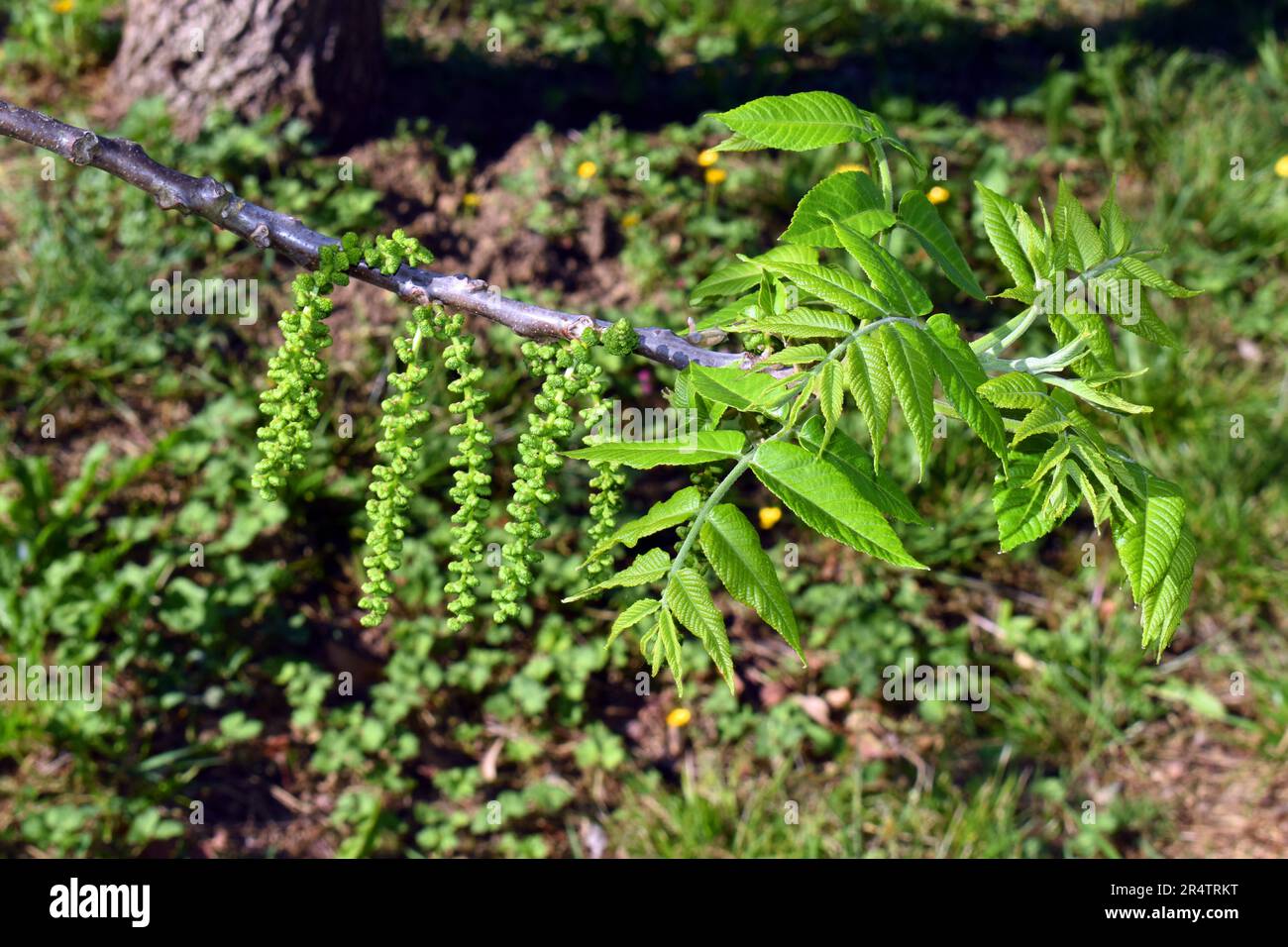 Flowers and leaves of eastern American black walnut (Juglans nigra), a