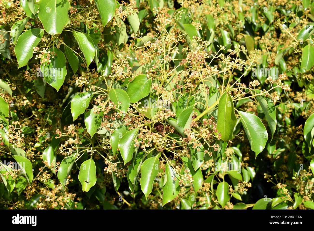 Leaves and flowers of the camphor tree (Cinnamomum camphora Stock Photo