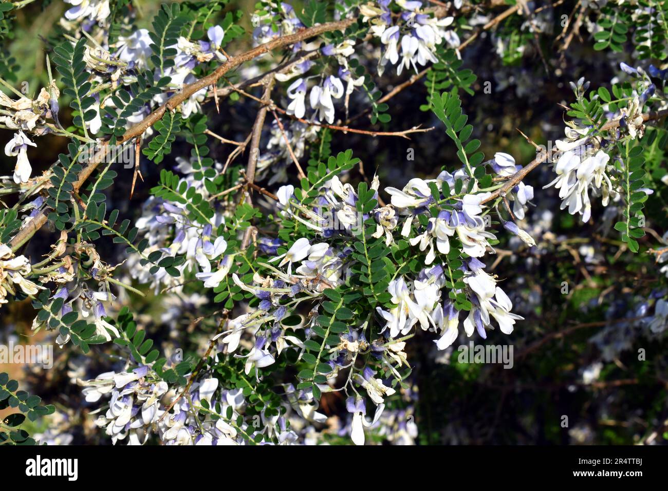 Flowers of Sophora davidii, a shrub native to southwestern China. Stock Photo