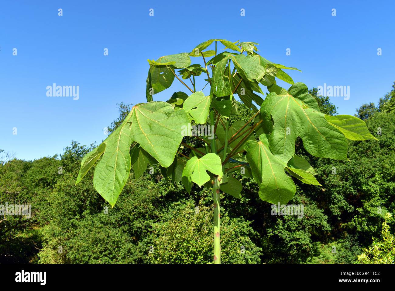 Young specimen of the Chinese parasol tree (Firmiana simplex) in a park. Stock Photo