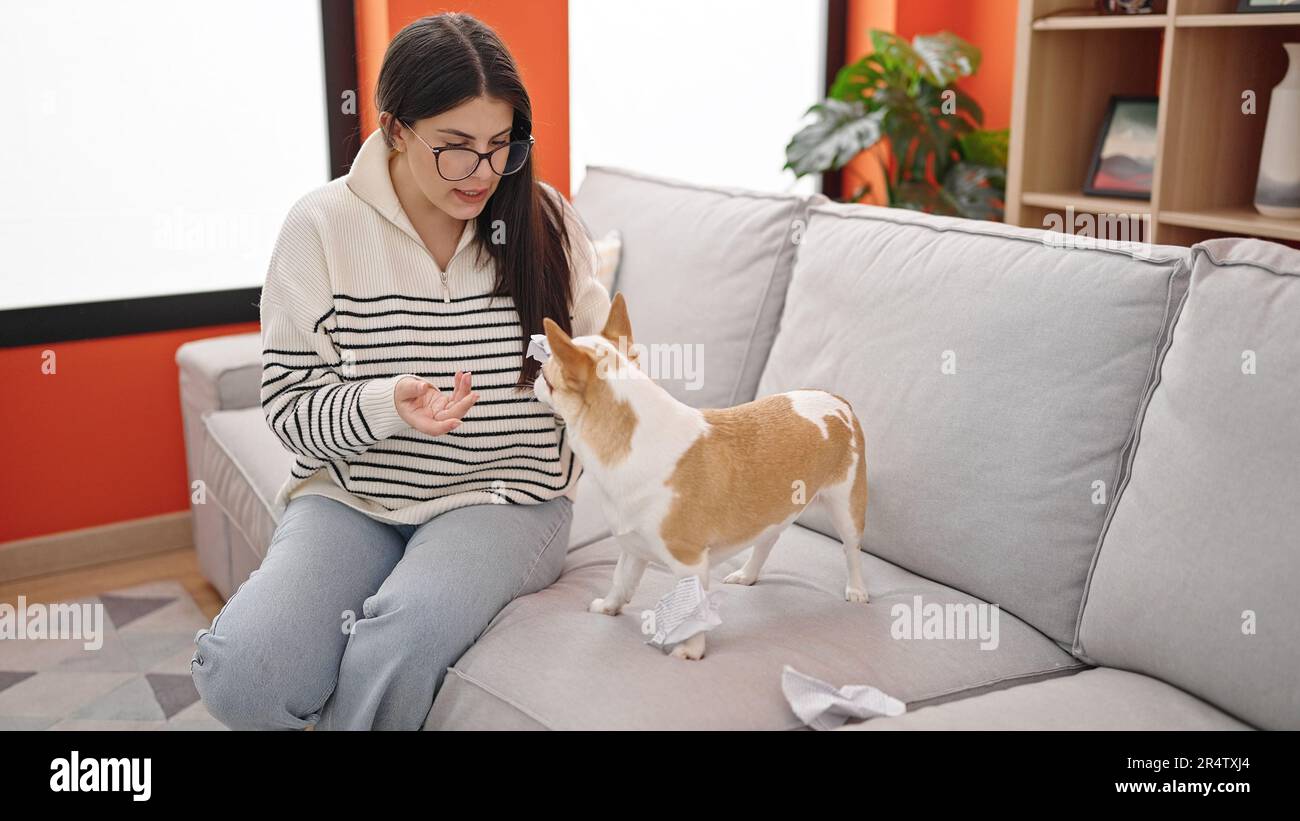 Young hispanic woman with chihuahua dog angry with dog at home Stock Photo