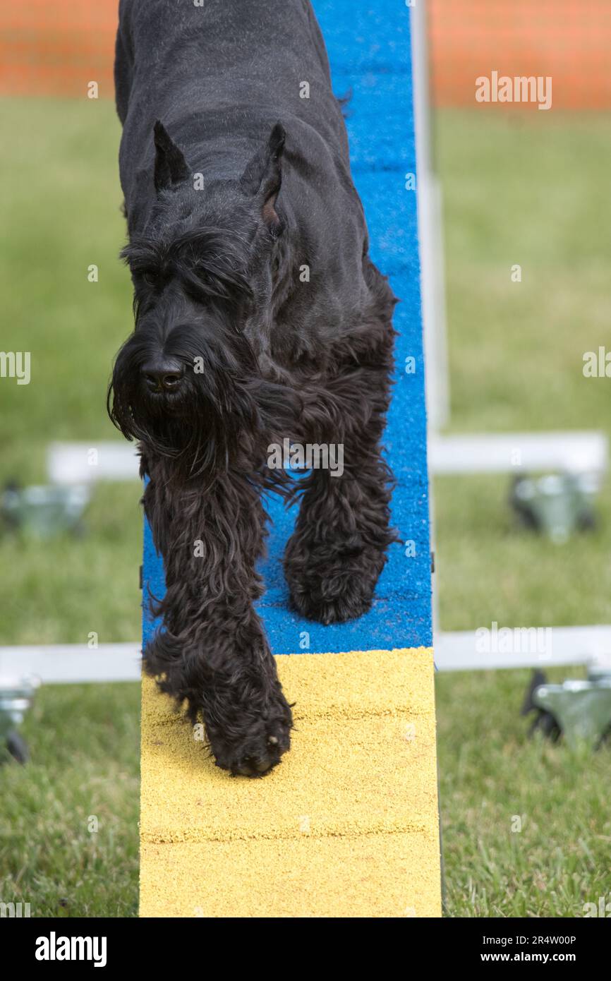 Giant Schnauzer walking down agility obstacle Stock Photo Alamy