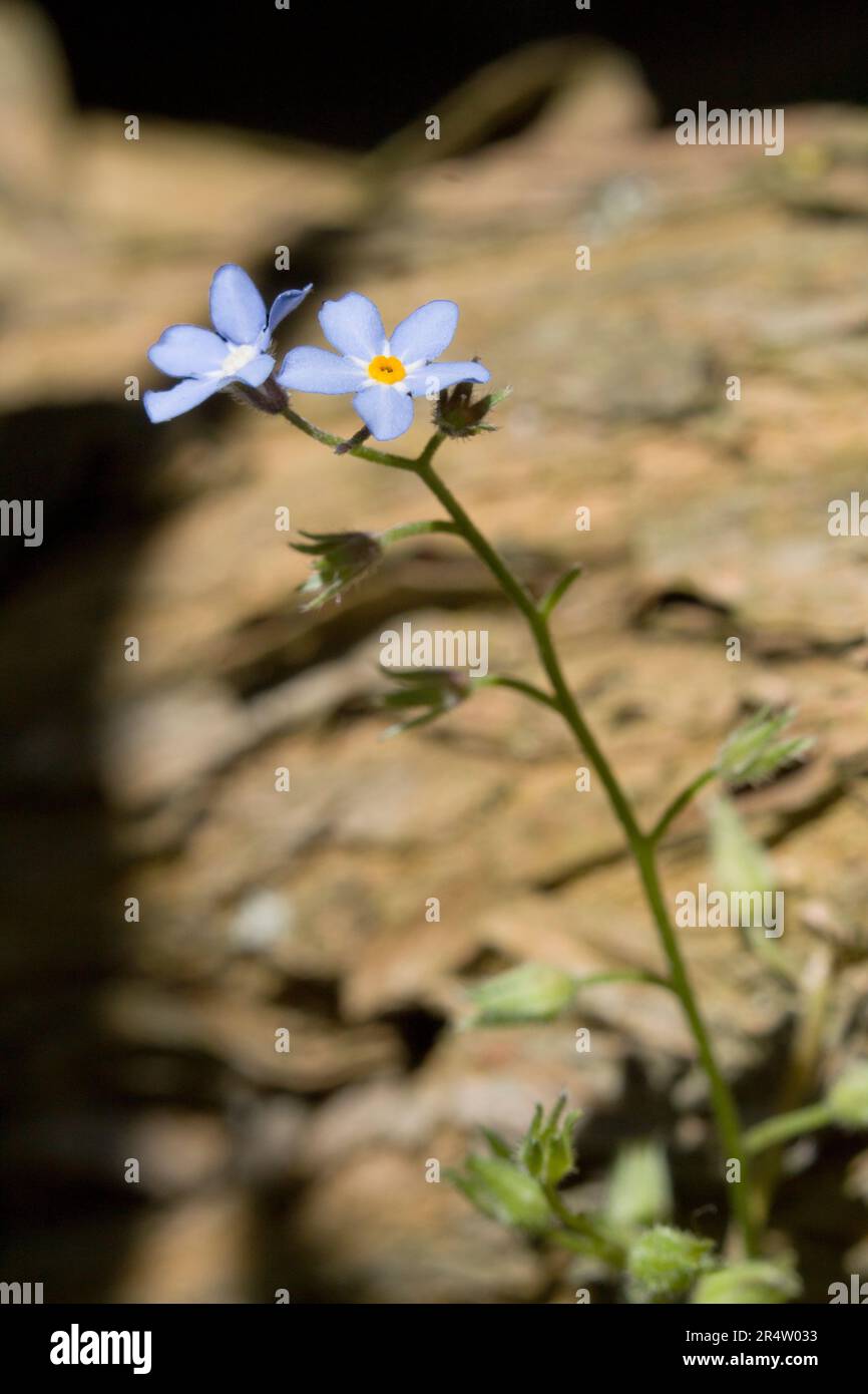 Forget me nots spring garden uk hi-res stock photography and images - Alamy