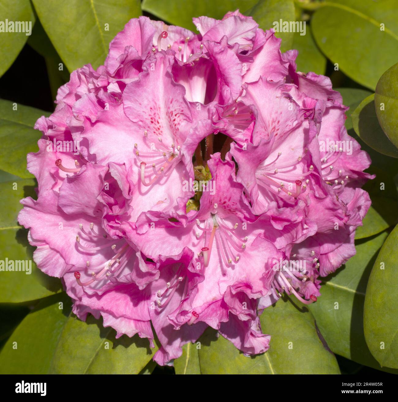 Rhododendron Head Roseum Elegans Stock Photo