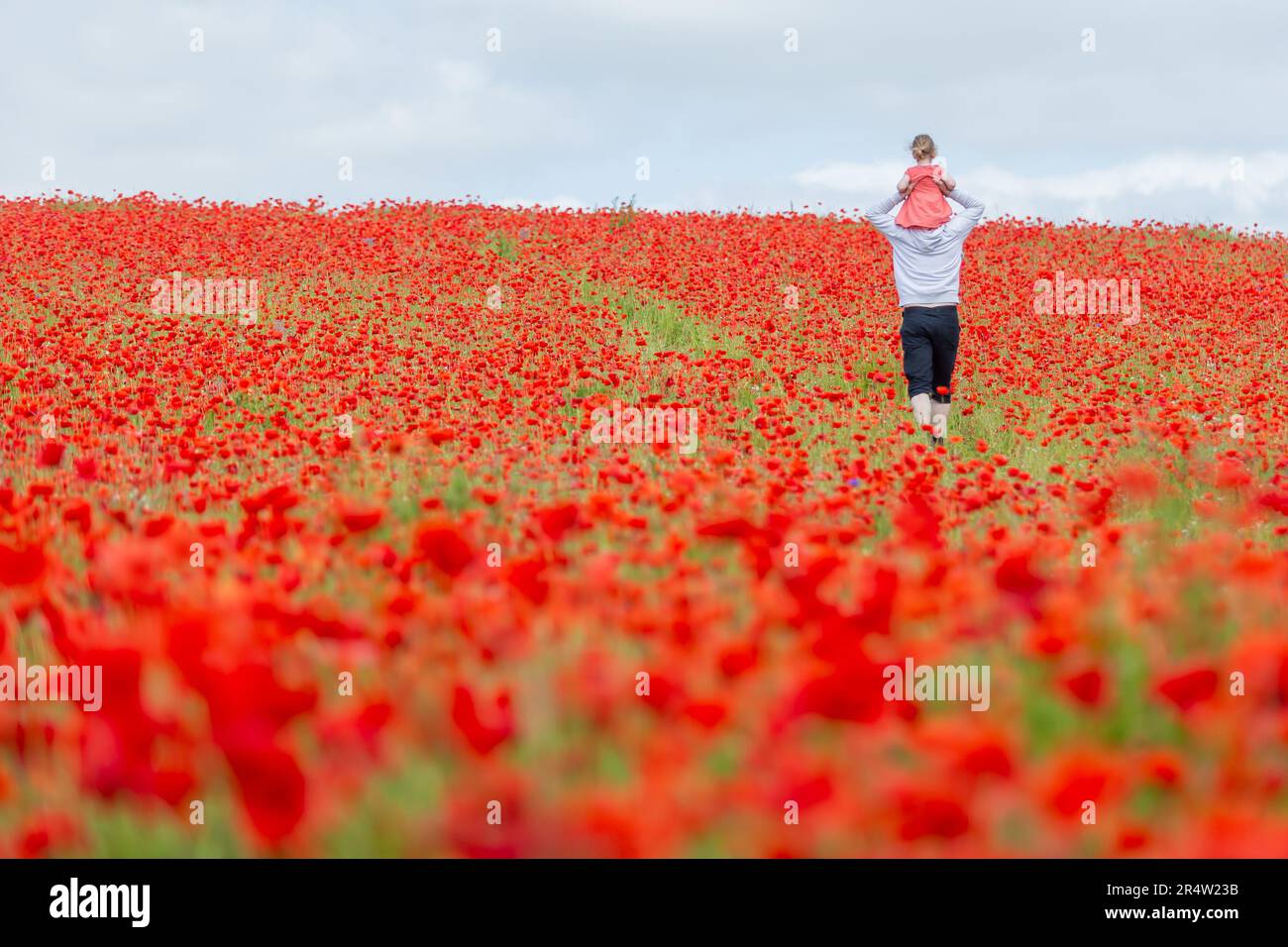 Father and young daughter walking among poppies, UK Stock Photo