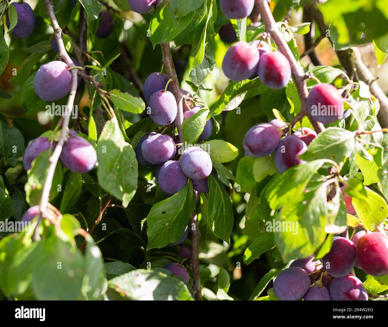 Spanish prune hi-res stock photography and images - Alamy