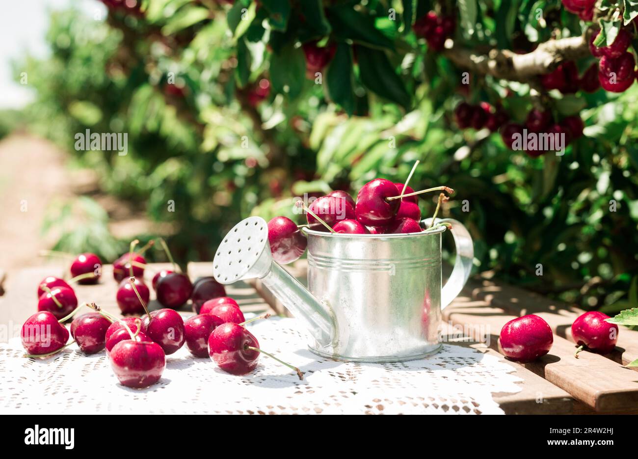 small tin can filled with ripe cherries on table against background of cherry trees with cherry berries Stock Photo