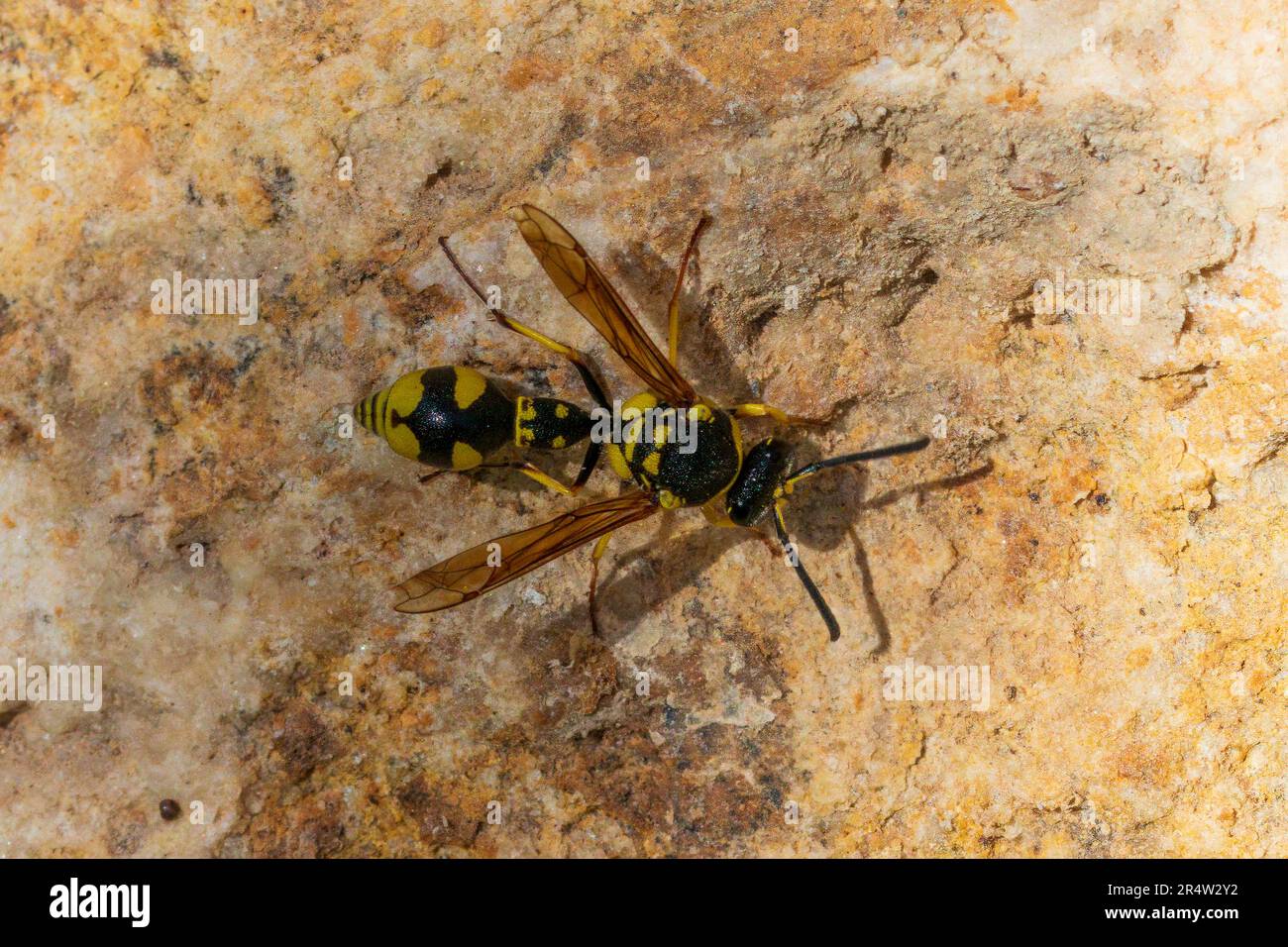 Eumenes mediterraneus Wasp, Mediterranean Potter Wasp Stock Photo